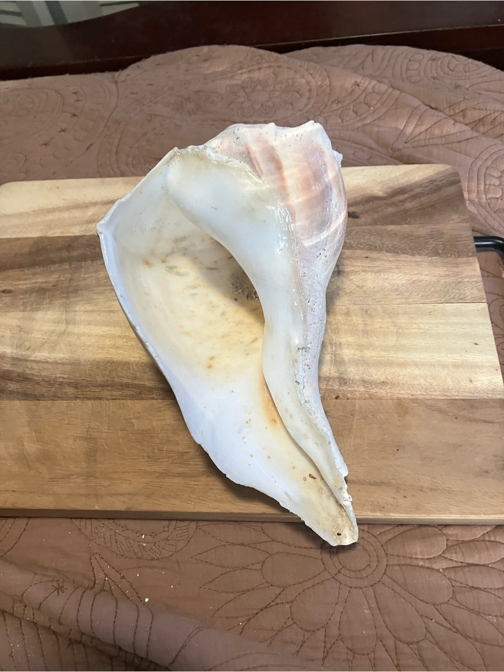 Large Lightning Whelk White Shell - Picture 2 of 9